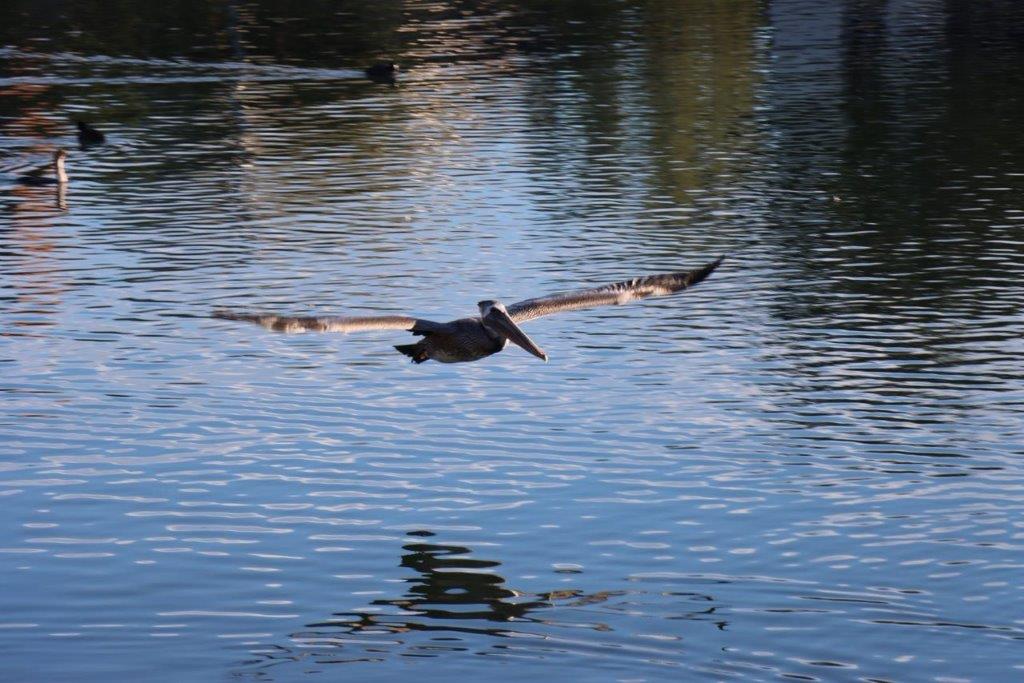 A pelican flying over water

Description automatically generated