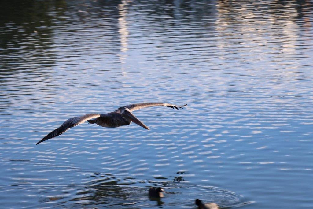 A bird flying over water

Description automatically generated