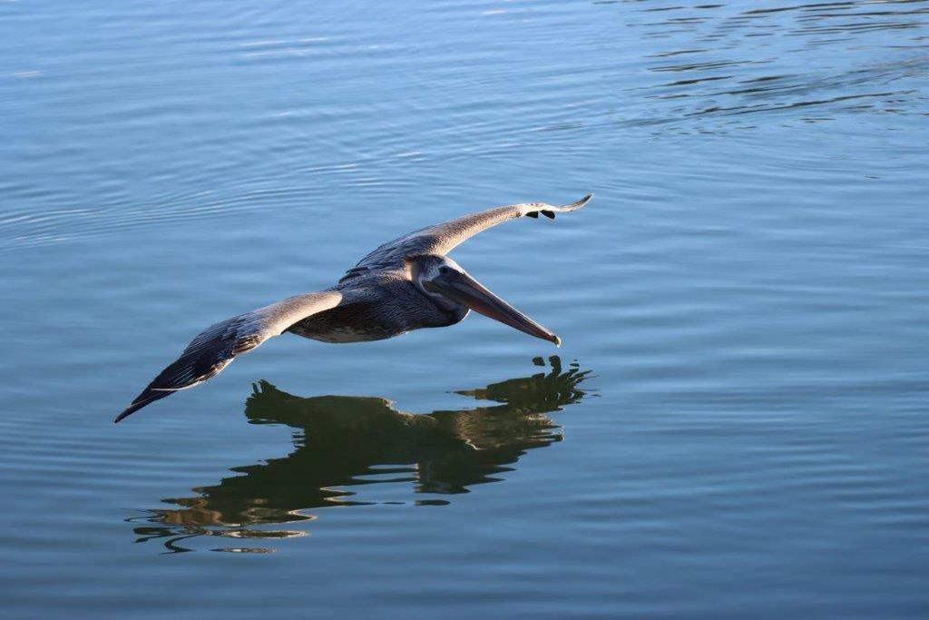 A pelican flying over water

Description automatically generated