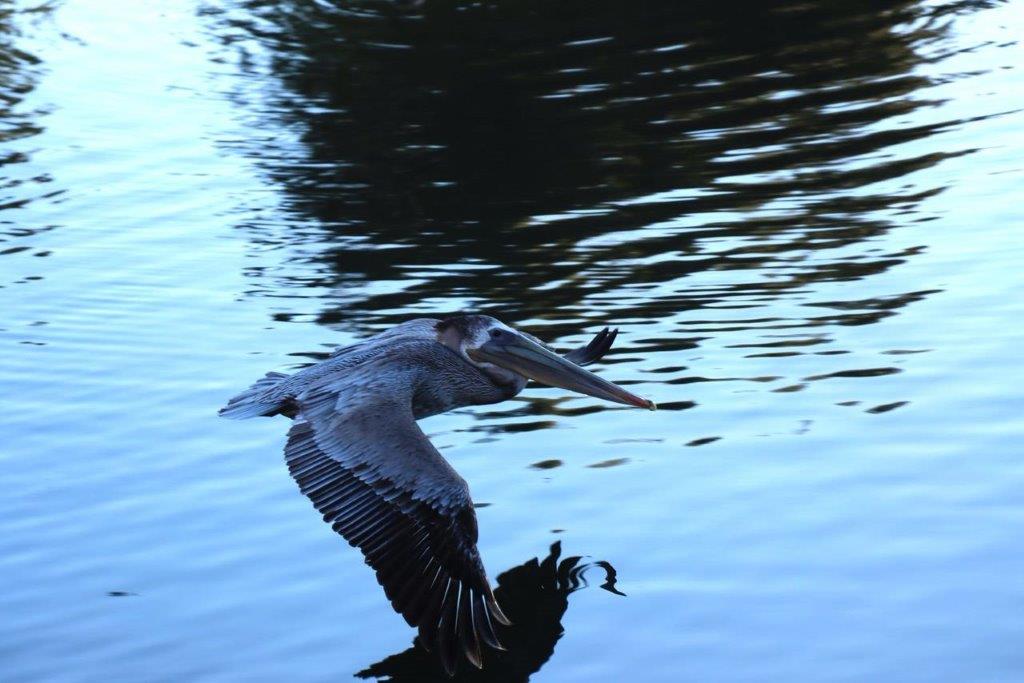 A pelican flying over water

Description automatically generated