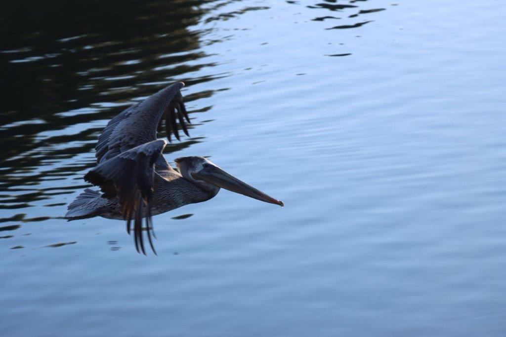 A pelican flying over water

Description automatically generated