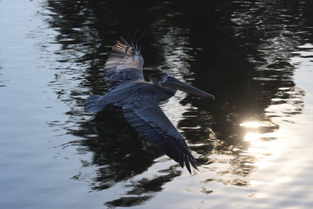 A pelican flying over water

Description automatically generated