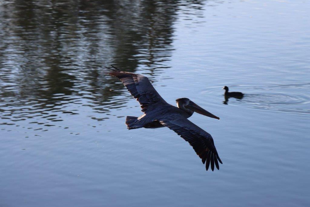 A bird flying over water

Description automatically generated