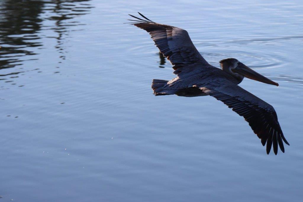 A bird flying over water

Description automatically generated