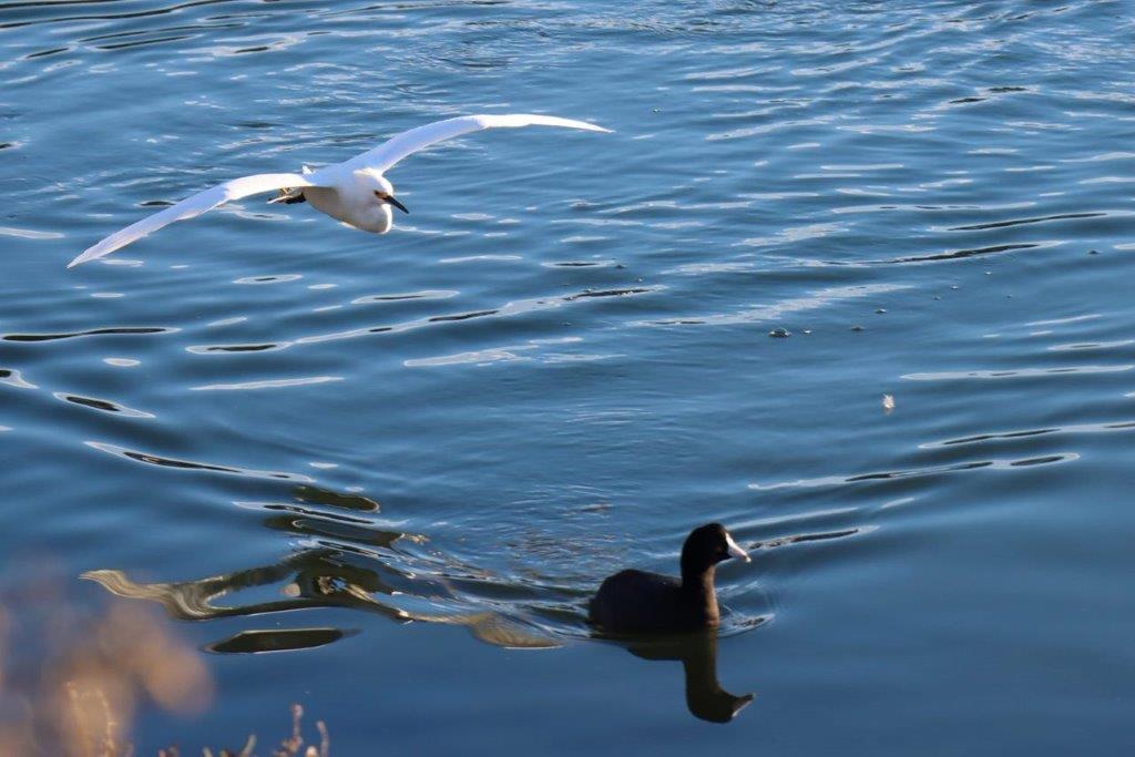 A bird flying over a duck

Description automatically generated