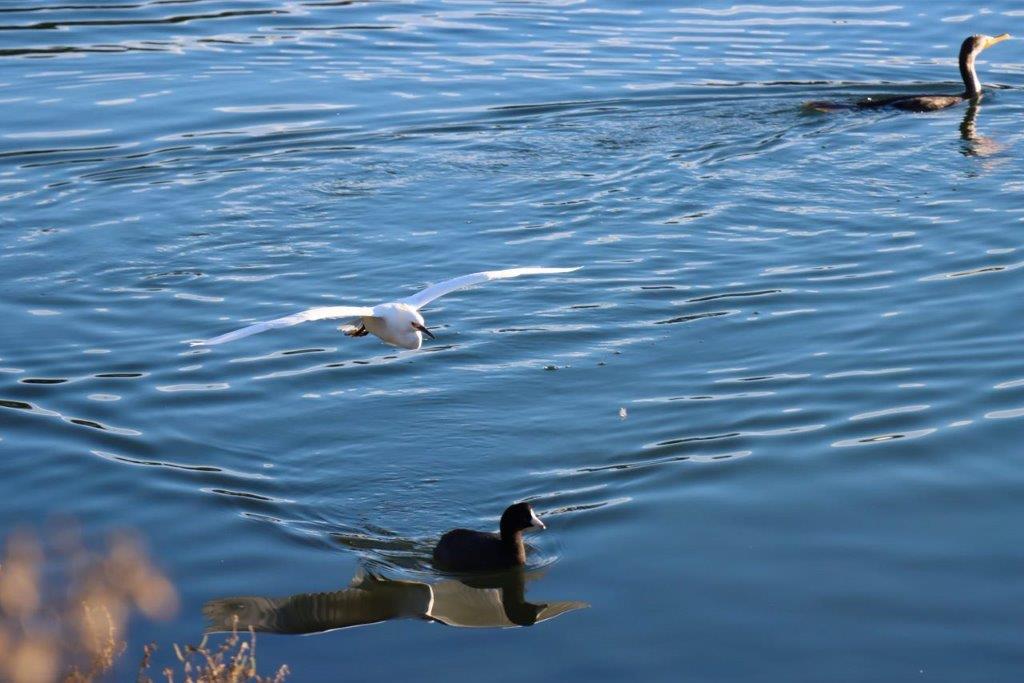 A bird flying over a duck

Description automatically generated