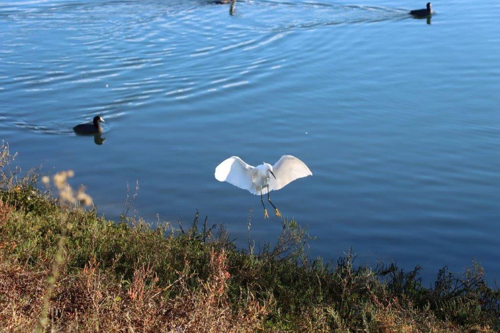 A bird flying over water

Description automatically generated