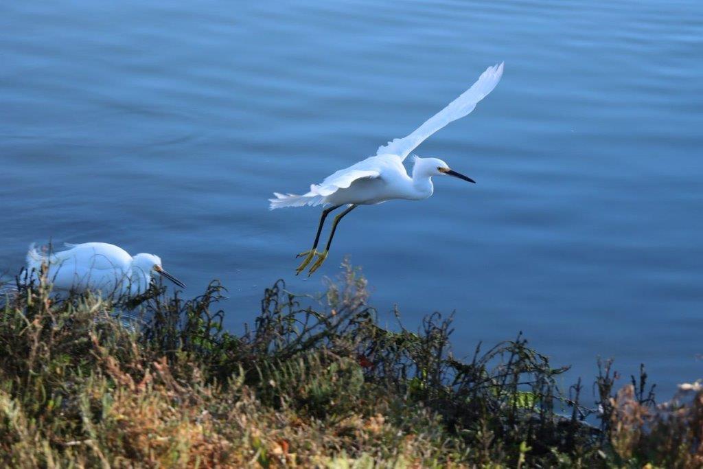 A couple of white birds flying over water

Description automatically generated