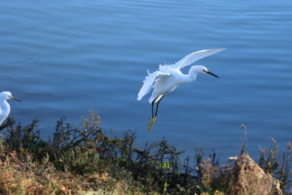 A white bird flying over water

Description automatically generated
