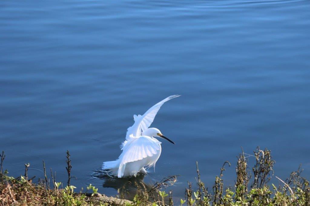 A bird standing in water

Description automatically generated