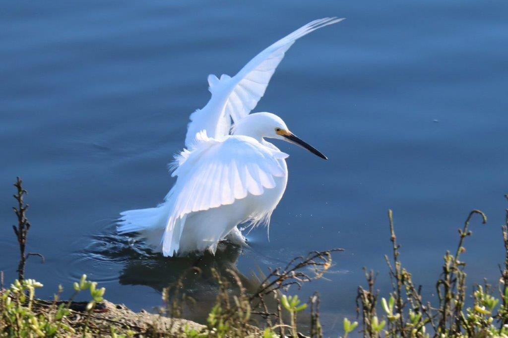 A bird in the water

Description automatically generated