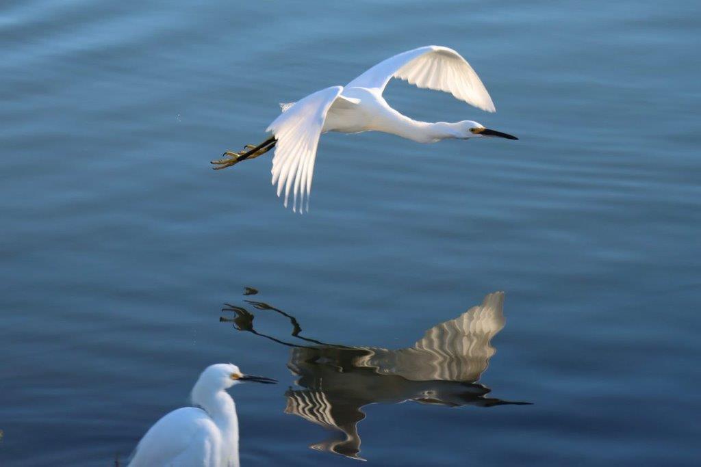 A white bird flying over water

Description automatically generated