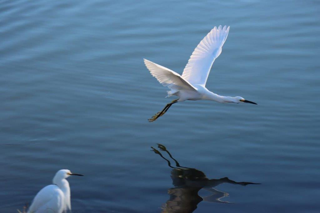 A white bird flying over water

Description automatically generated