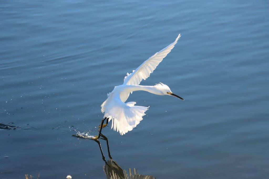 A bird flying over water

Description automatically generated