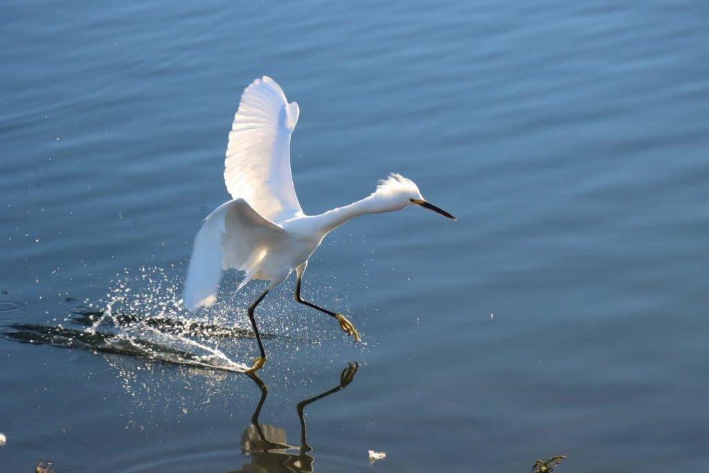 A bird running on water

Description automatically generated