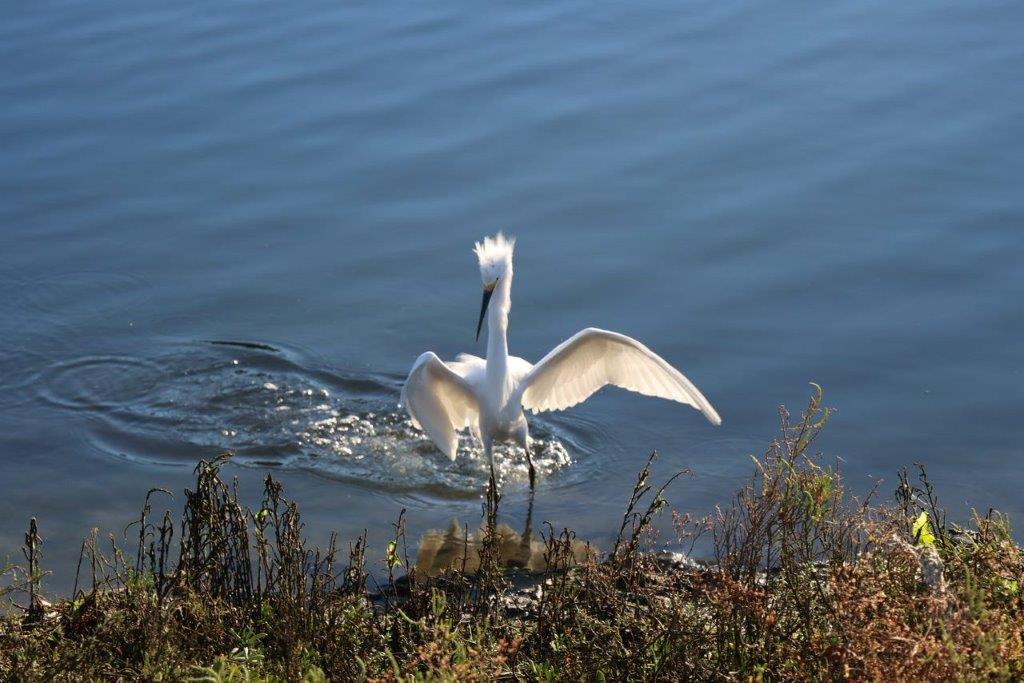 A bird standing in water

Description automatically generated