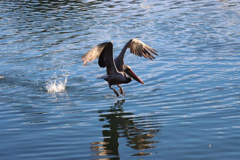 A pelican flying over water

Description automatically generated