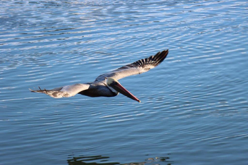 A pelican flying over water

Description automatically generated
