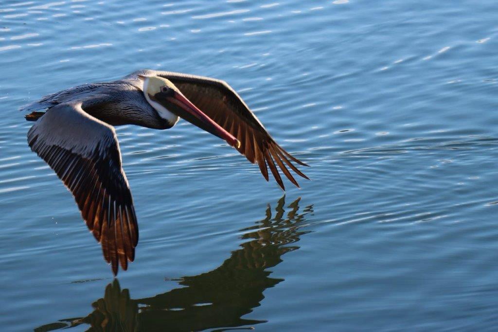 A pelican flying over water

Description automatically generated
