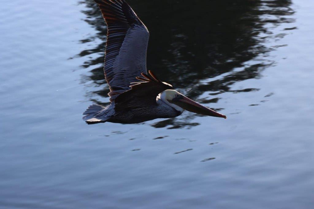 A bird flying over water

Description automatically generated