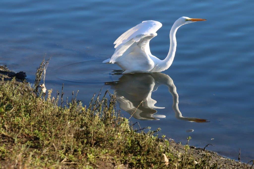 A white bird in the water

Description automatically generated