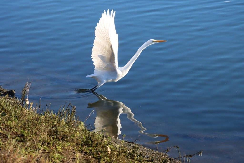 A white bird flying over water

Description automatically generated