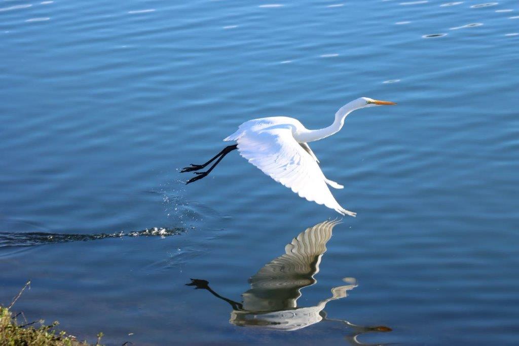 A white bird flying over water

Description automatically generated