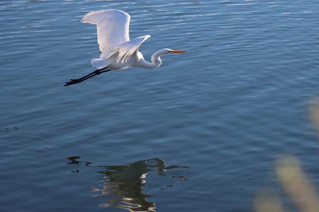 A white bird flying over water

Description automatically generated