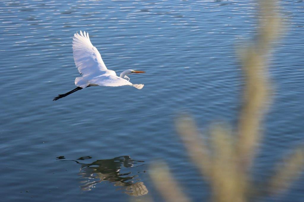 A bird flying over water

Description automatically generated