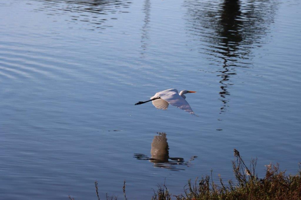 A bird flying over water

Description automatically generated