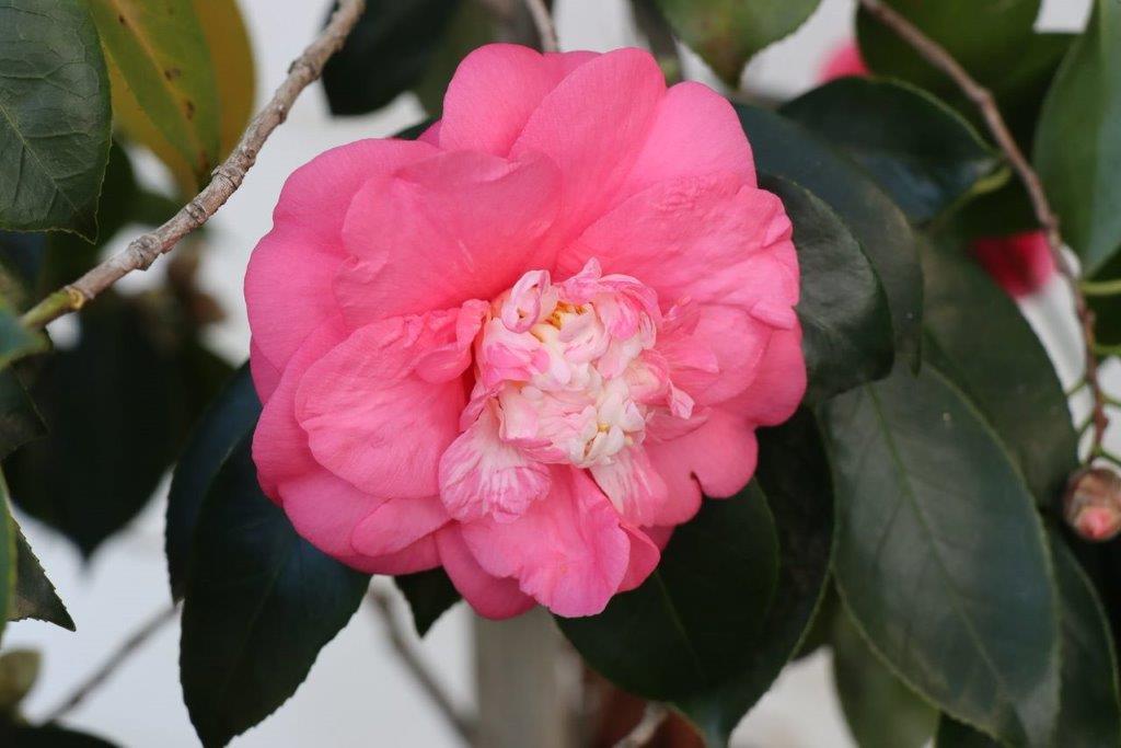 A pink flower with green leaves

Description automatically generated