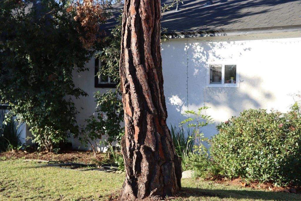 A tree in front of a house

Description automatically generated