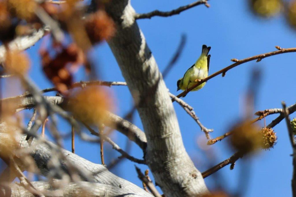 A bird perched on a branch

Description automatically generated
