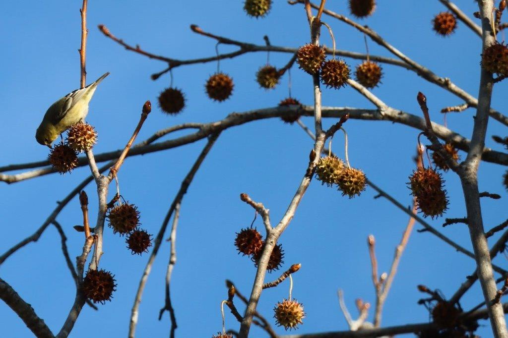 A tree with brown balls on it

Description automatically generated