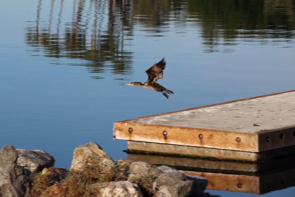 A bird flying over water

Description automatically generated