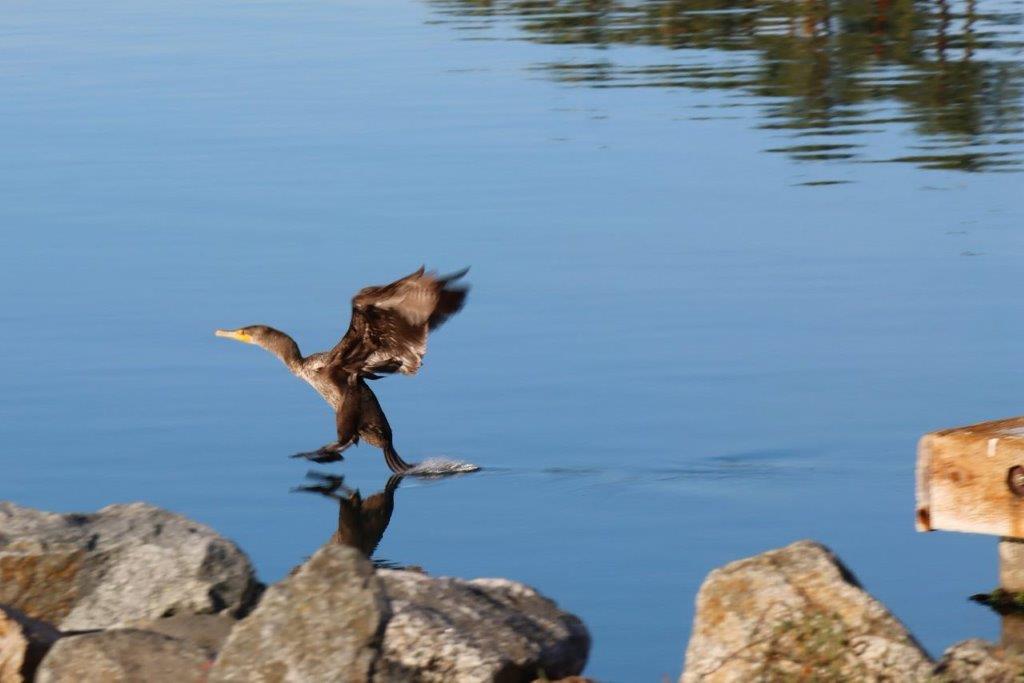 A bird running on water

Description automatically generated