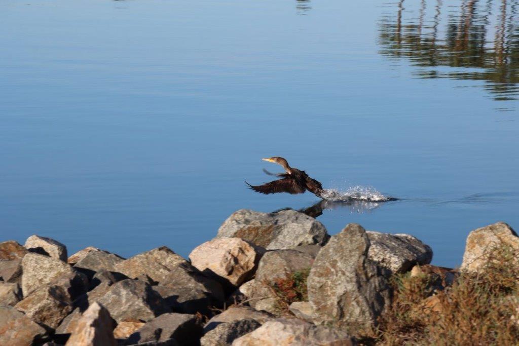 A bird flying over water

Description automatically generated