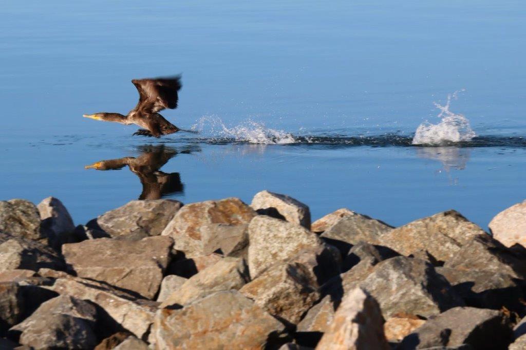 A bird flying over water

Description automatically generated
