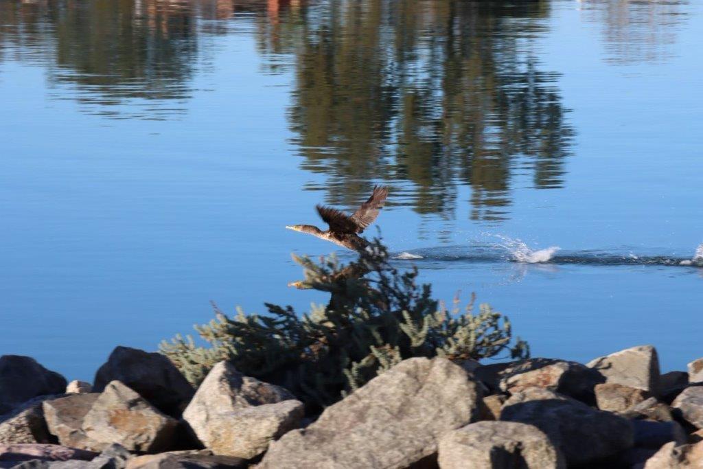 A bird flying over water

Description automatically generated