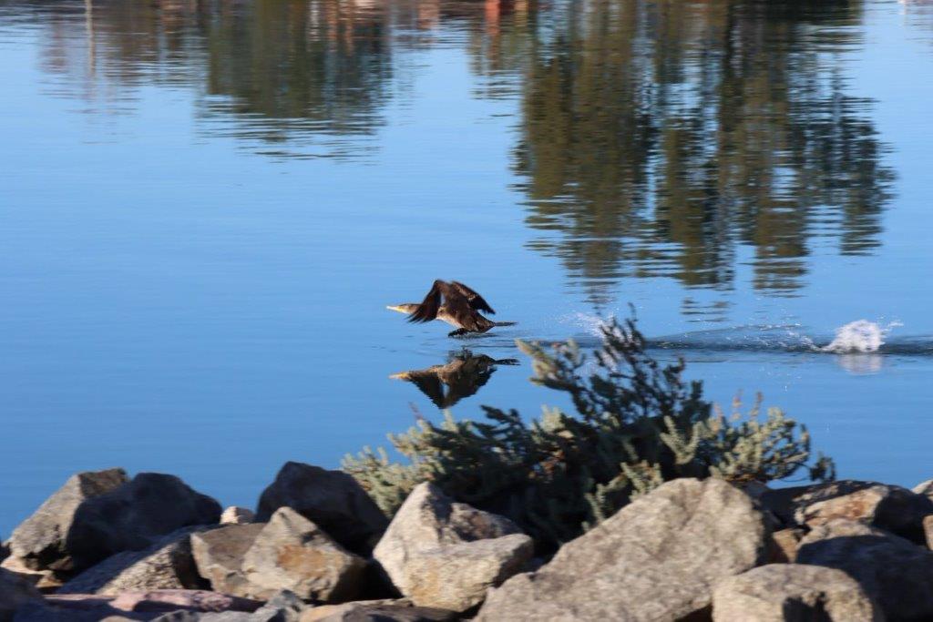 A bird flying over water

Description automatically generated