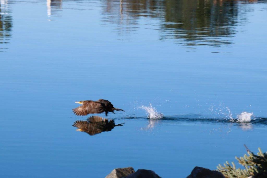 A bird flying over water

Description automatically generated