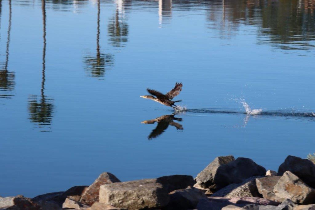 A bird flying over water

Description automatically generated