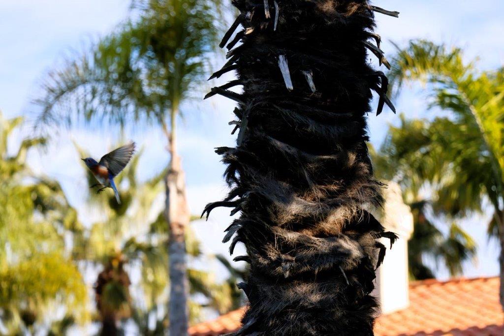 A bird flying over a palm tree

Description automatically generated