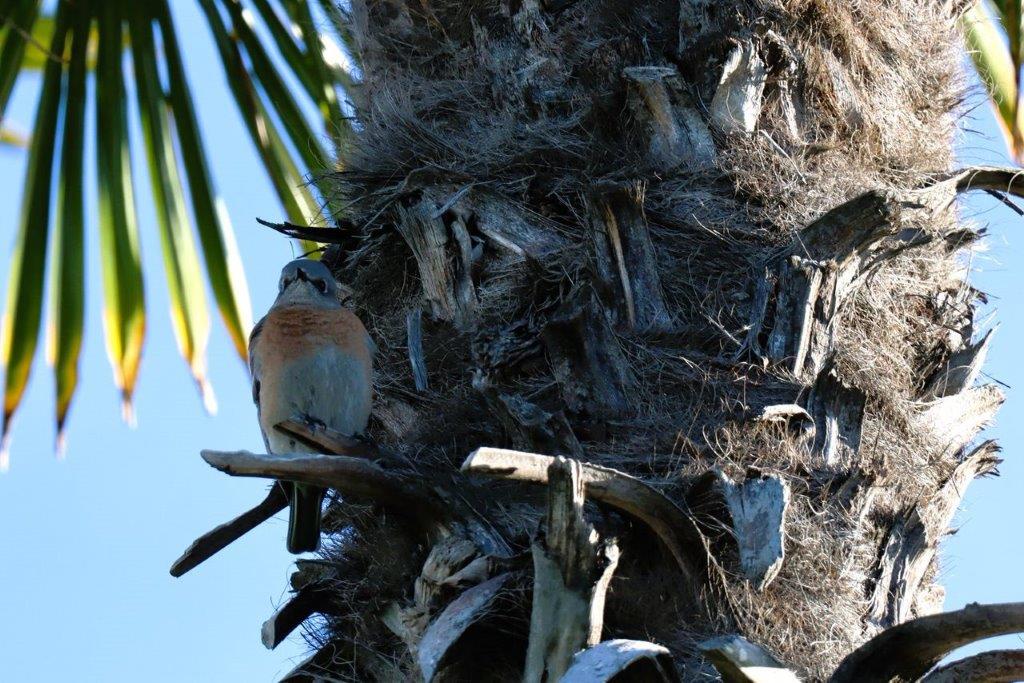 A bird on a tree

Description automatically generated
