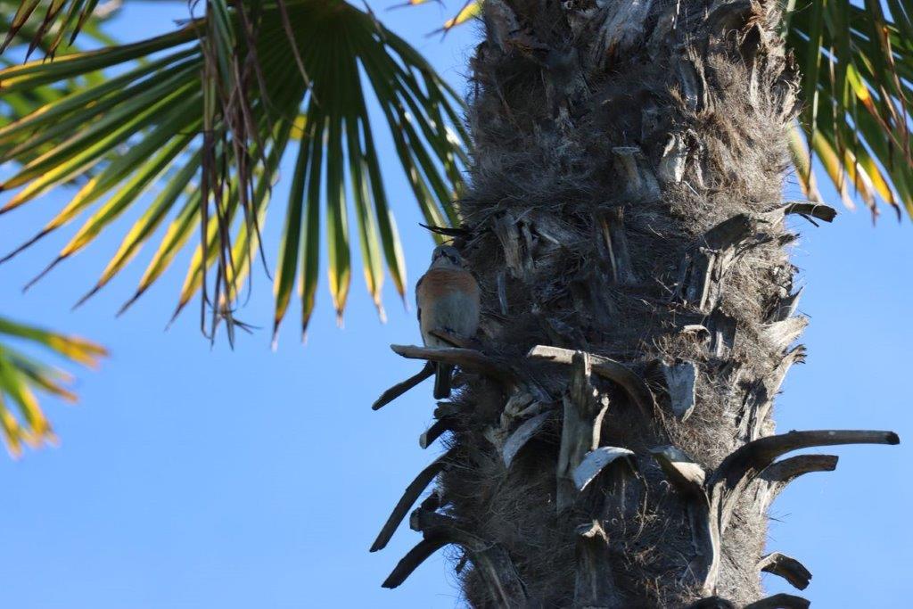 A tree trunk with many branches

Description automatically generated