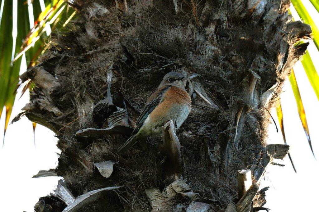 A bird sitting on a tree

Description automatically generated
