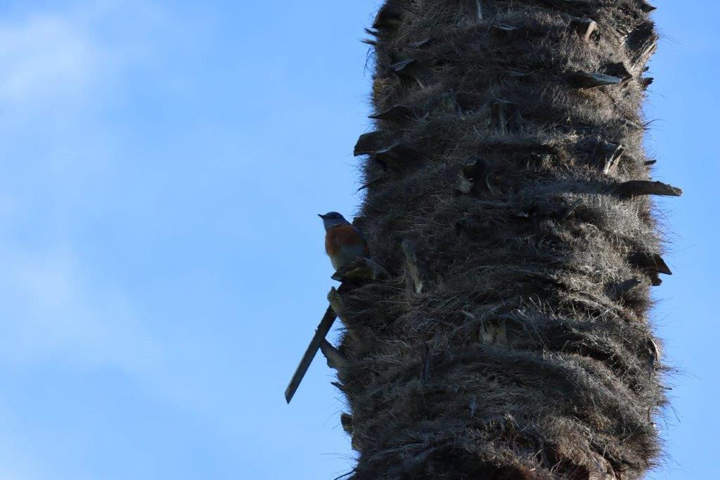 A bird on a tree trunk

Description automatically generated