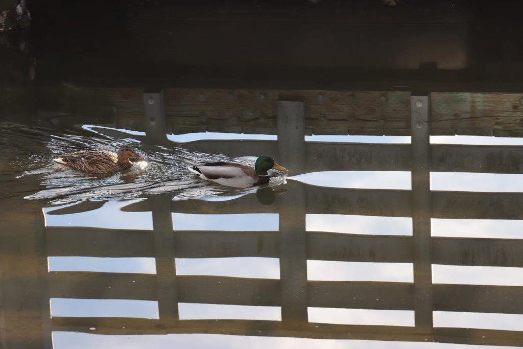 A duck swimming in the water

Description automatically generated