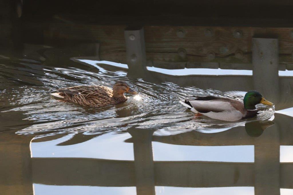 A pair of ducks swimming in water

Description automatically generated