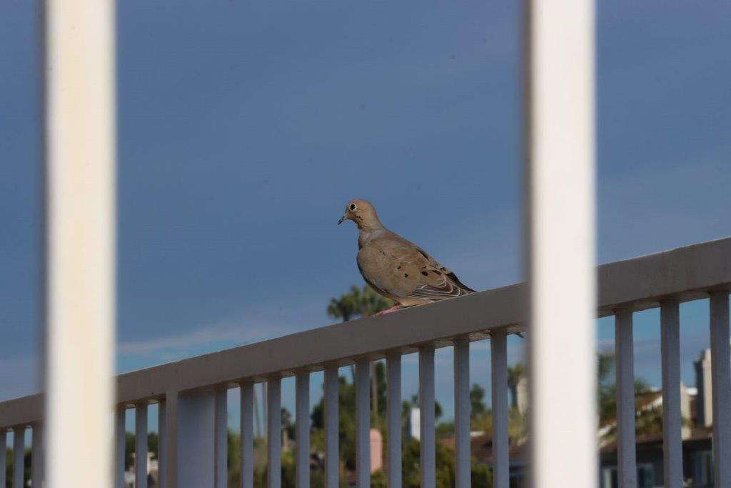 A bird sitting on a railing

Description automatically generated